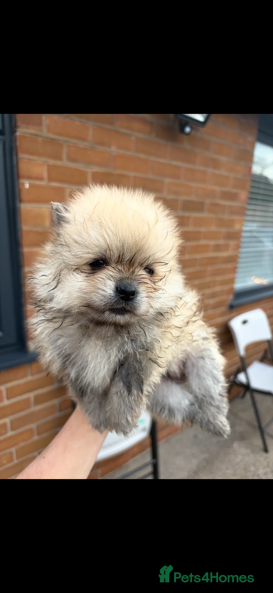 Pomeranian dogs for sale: Pomeranian puppies ready to leave in Doncaster - Advert 2