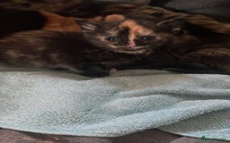Mixed Breed cats for sale: Only 1 black male available - Image 7