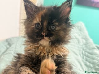 Maine Coon cats One Pure Bred Maine Coon Kitten left - to Reserve - Advert 14