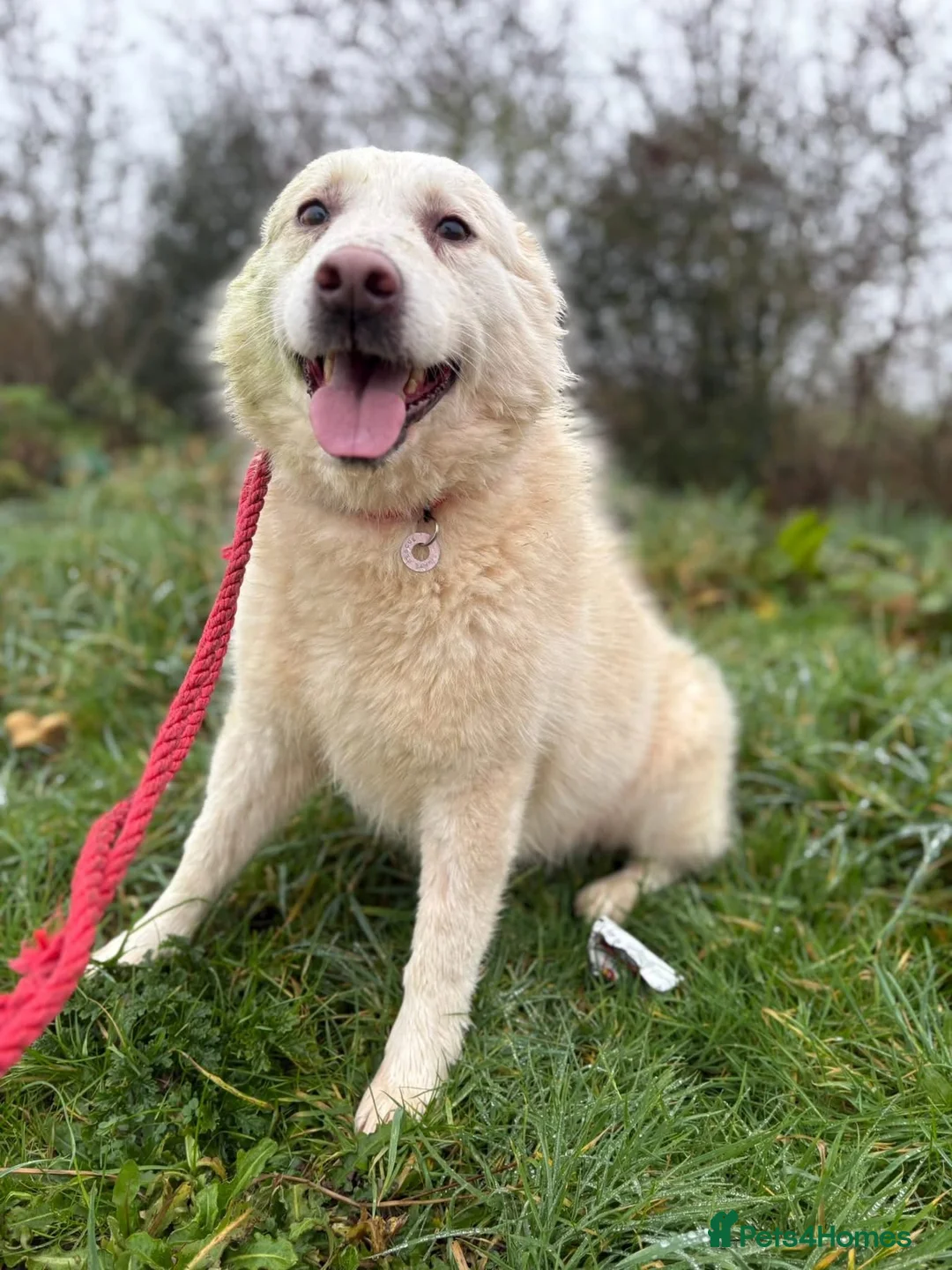 Mixed Breed dogs for adoption: Granny - Norwich Norwich  - Advert 15