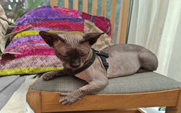 Sphynx cats for sale: Sphynx Bambino for sale with blue eyes  - Image 7