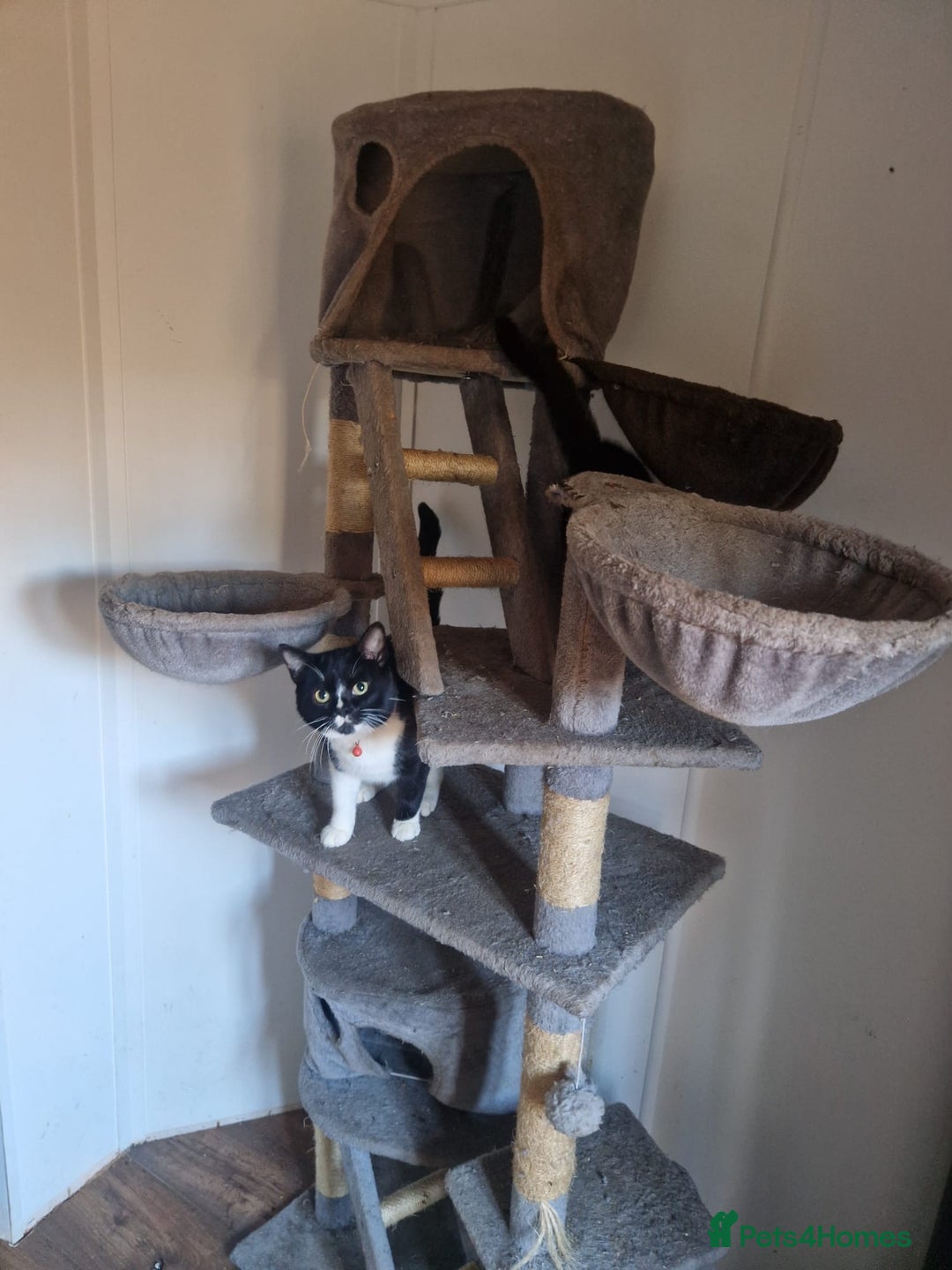 Domestic Shorthair cats for sale: Sonic & Melody (including kitten bundle) - Advert 8