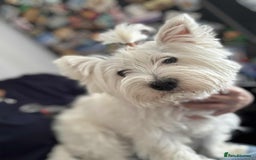 West Highland Terrier dogs for sale: West Highland  White Terrier Puppies  - Image 2