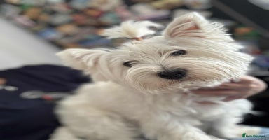 West Highland Terrier dogs - Advert 2
