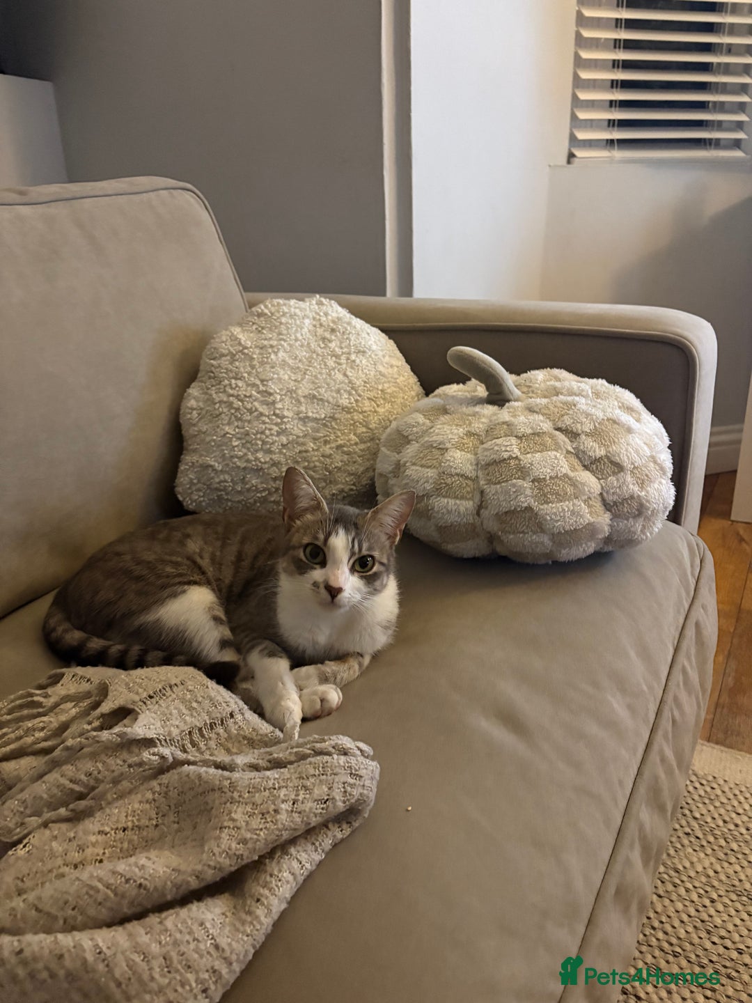 Mixed Breed cats for sale: 6 kittens - Image 4