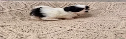 Shih Tzu dogs for sale: Beautiful Home reared Shih Tzu Puppies - Advert 30