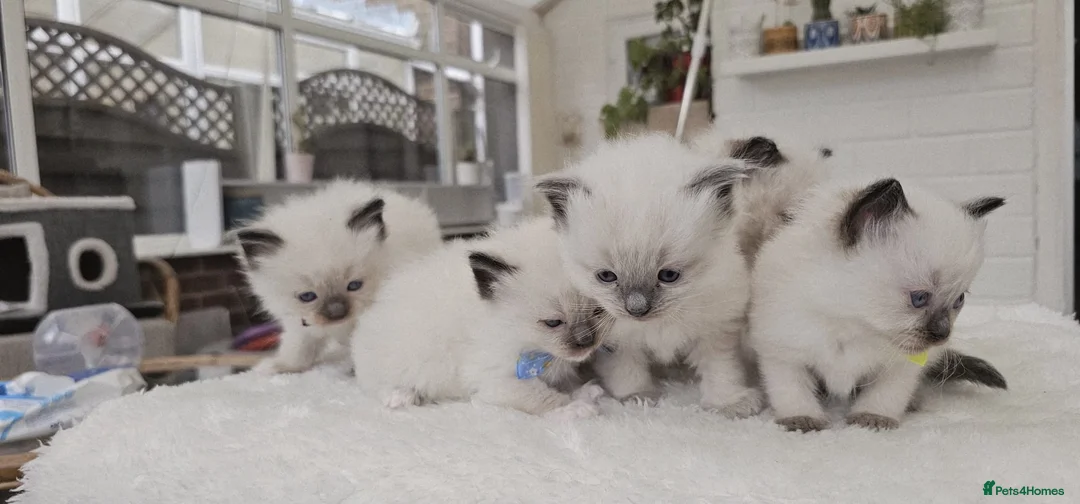 Ragdoll cats for sale: Purebred ragdoll  kittens  - Advert 11