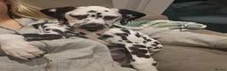 Dalmatian dogs for sale: Beautiful 8MonthOld Female Dalmatian - Advert 6