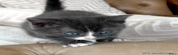 Mixed Breed cats for sale: Gorgeous Rag Doll/Maine Coon/Russian Blue X - Advert 13
