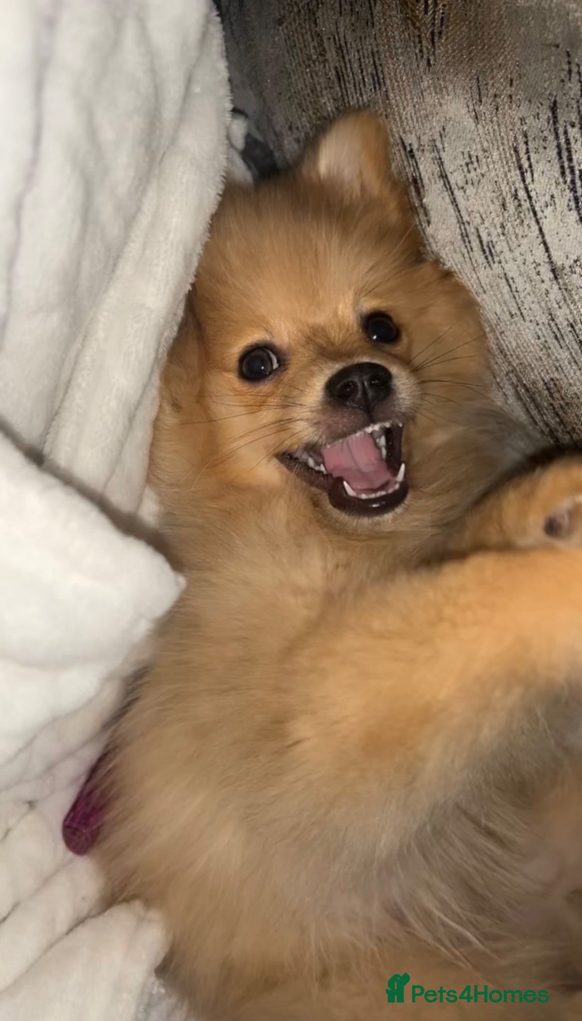 Pomeranian dogs Panko  - Advert 2