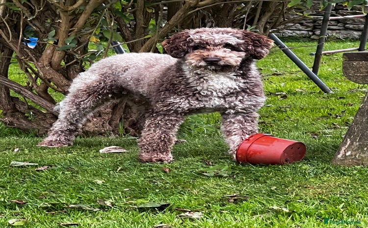 Miniature Poodle dogs in Radstock - Advert 12