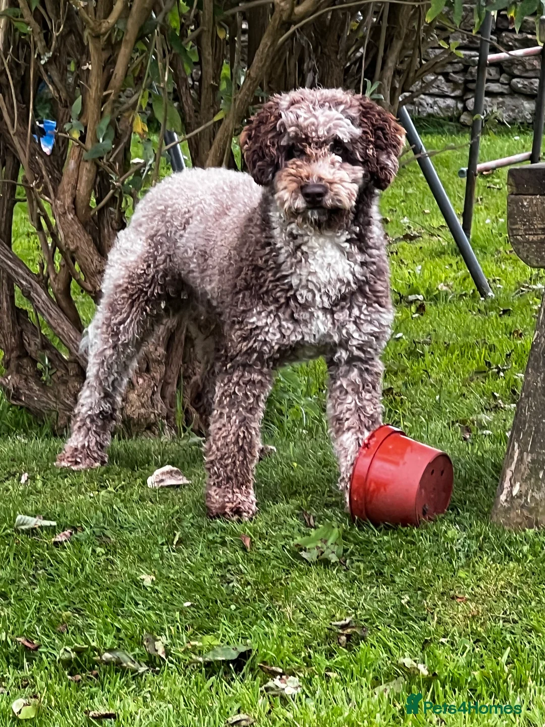 Miniature Poodle dogs for stud: Chocolate Merle Miniature Poodle Fully DNA Tested in Radstock - Advert 2