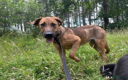 Mixed Breed dogs for adoption: Lykka - Norwich Norfolk  - Image 15