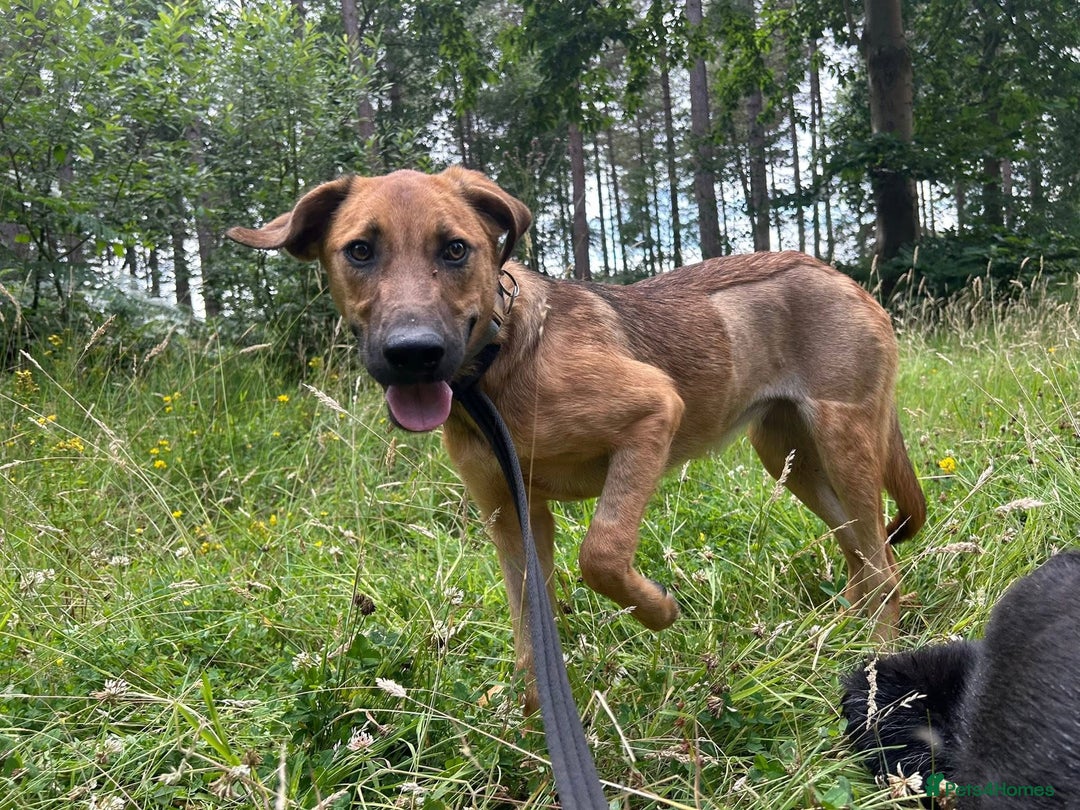 Mixed Breed dogs for adoption: Lykka - Norwich Norfolk  - Image 15