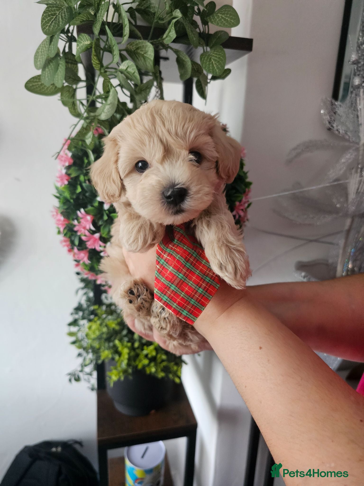 Maltipoo dogs Maltippo puppies  NEW PRICE !!!!! - Advert 1