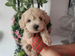 Maltipoo dogs Maltippo puppies NEW PRICE !!!!! - Advert 1