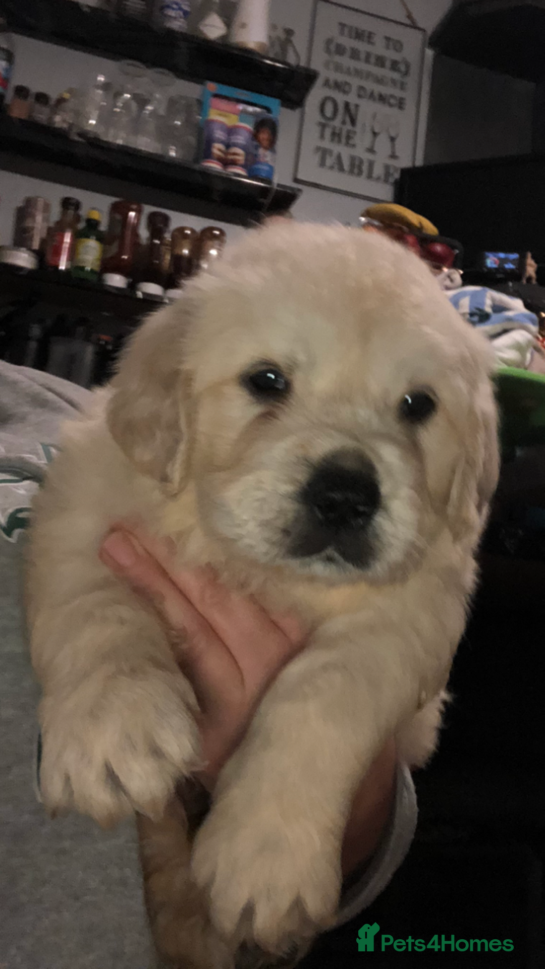 Golden Retriever dogs for sale: Show quality golden retriever puppies  - Advert 8