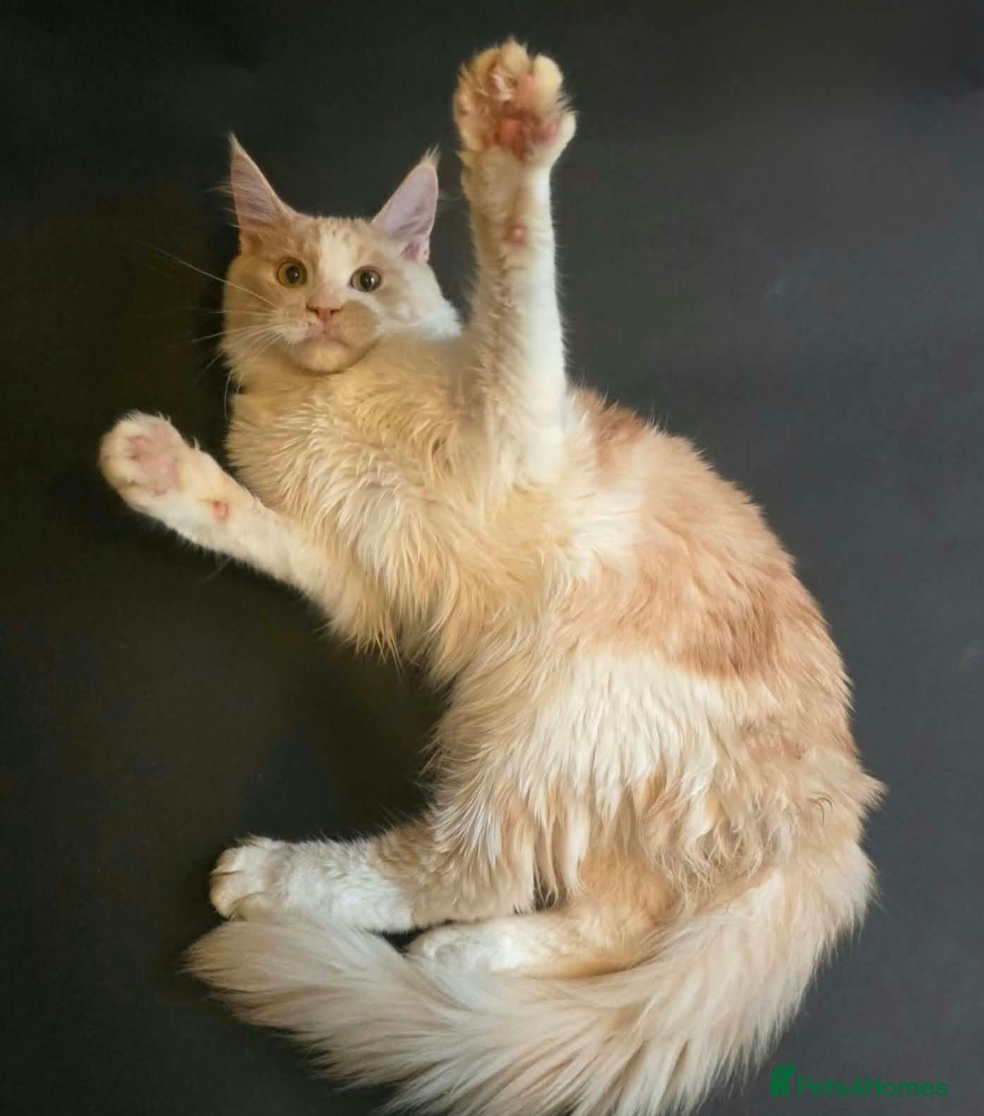 Maine Coon cats for sale: Tica Maine Coon Kitten - Advert 12