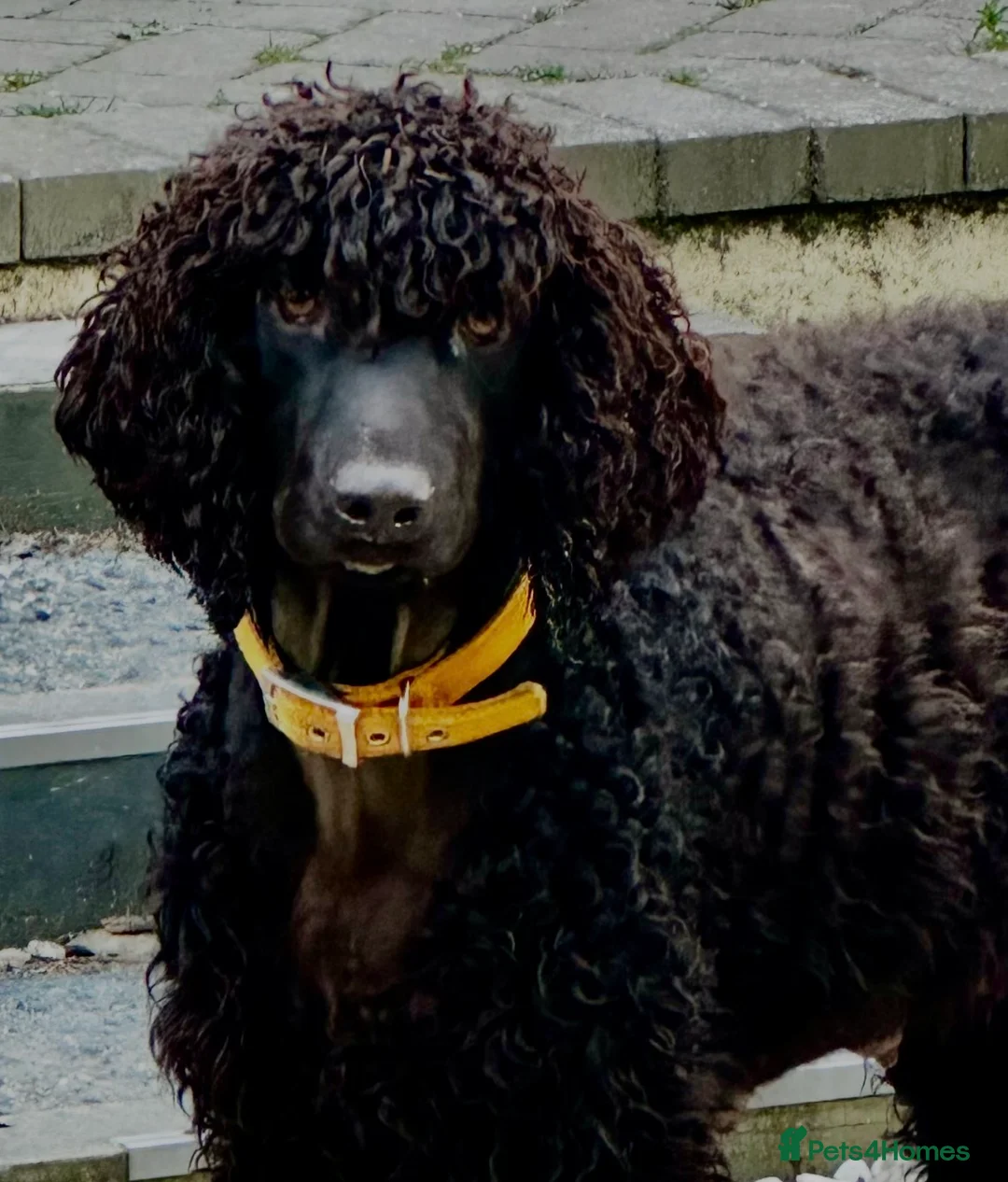 Irish Water Spaniel dogs for sale: Just 1 female Irish Water Spaniel  - Advert 5