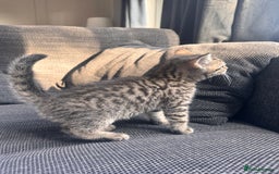 Scottish Fold cats for sale: Scottish straight x Bengal x Tabby  - Image 5
