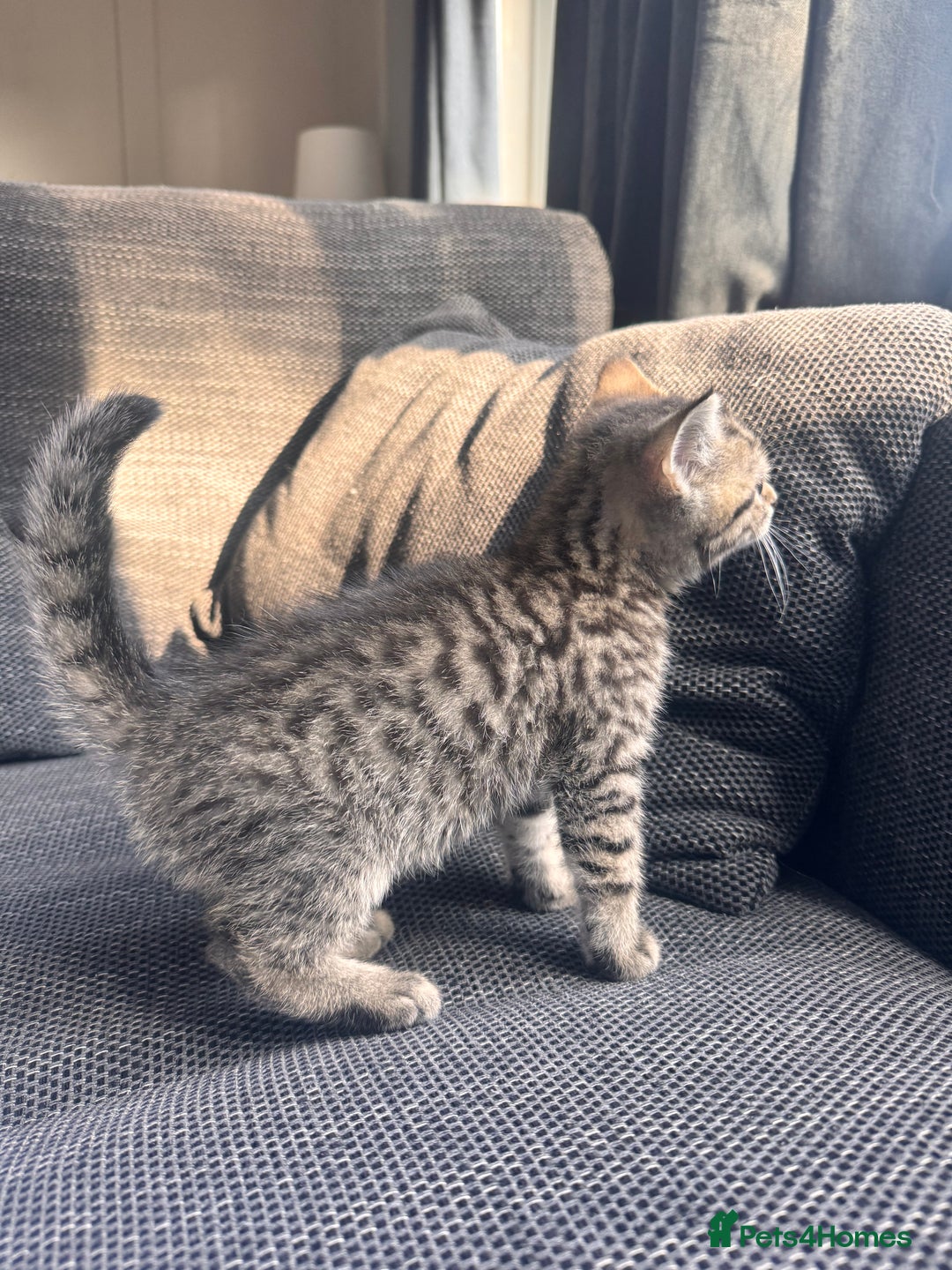 Scottish Fold cats for sale: Scottish straight x Bengal x Tabby  - Image 5