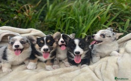 Welsh Corgi Cardigan dogs for sale: ⭐️Beautiful Cardiganshire Corgi Pups⭐️*1 LEFT* - Image 3