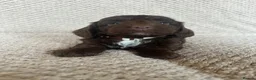 Jackapoo dogs for sale: 🐾 6 Beautiful Jackapoo Puppies 🐾  - Advert 11