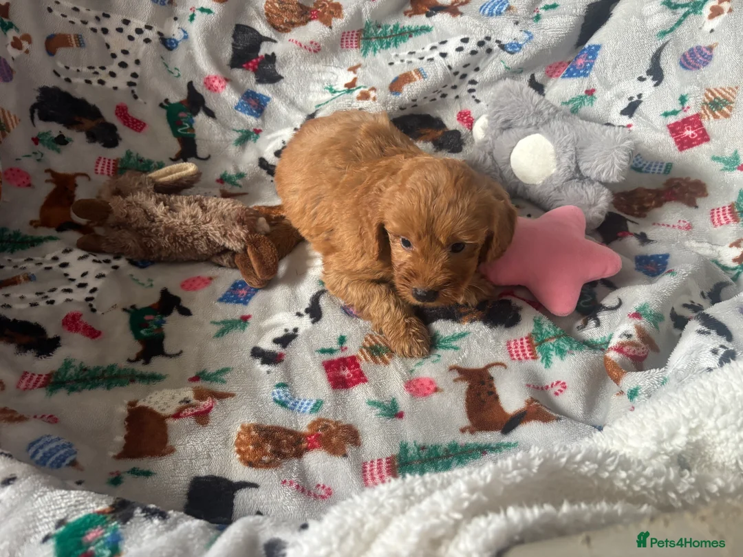 Mini Goldendoodle dogs for sale: Miniature golden doodle - Advert 13