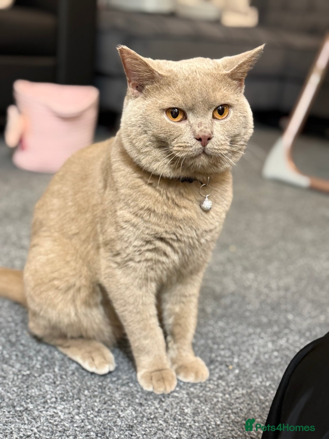 British Shorthair cats for sale: Fawn Male BSH 10 months old  - Advert 3