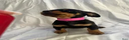 Jack Russell dogs for sale: Jack Russell puppies for sale  - Advert 3