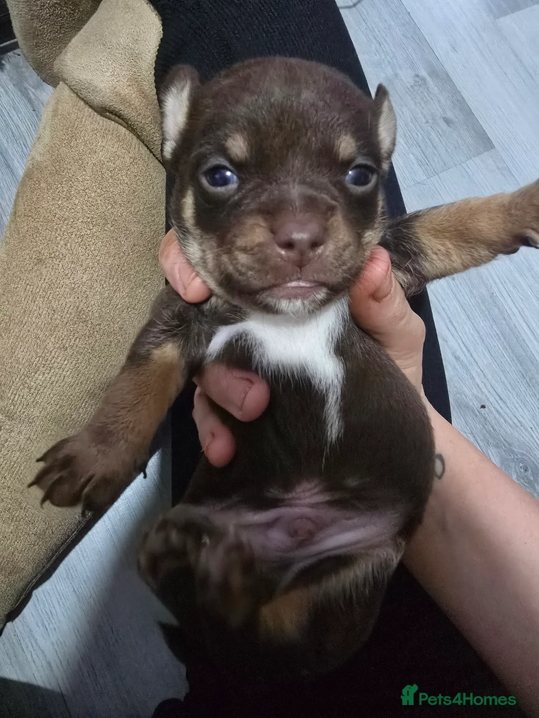 Mixed Breed dogs for sale: jack russell x chihuahua pups - Advert 4