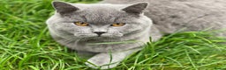 British Shorthair cats for stud: GCCF British Shorthair Blue&Chocolate Champions - Advert 2