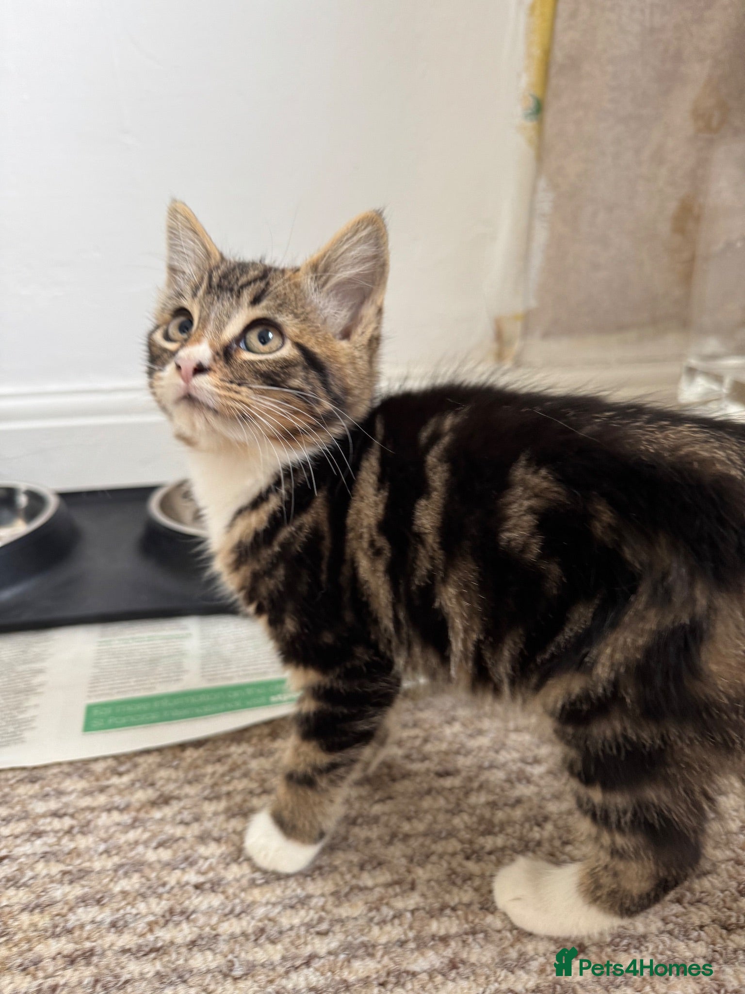 Mixed Breed cats 8 Weeks Kitten Tabby 🤎 & Tuxedo 🖤 - Advert 3