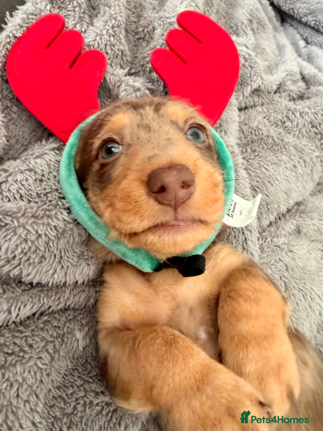 Mixed Breed dogs for sale: Mini Dachshund × Dachshund Cockapoo - Advert 4