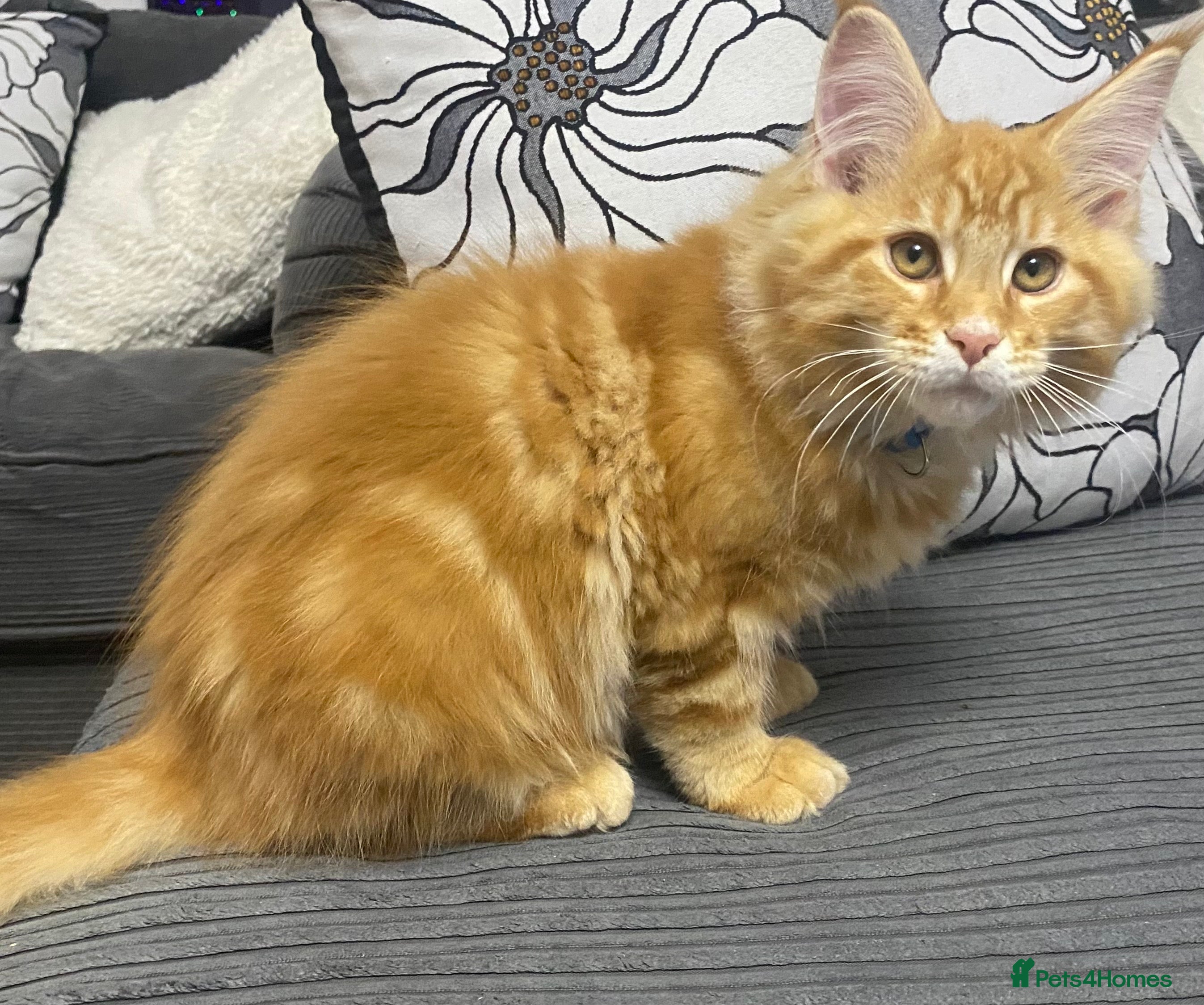 Maine Coon cats XL PEDIGREE MAINECOON KITTENS (KENT) - Advert 14
