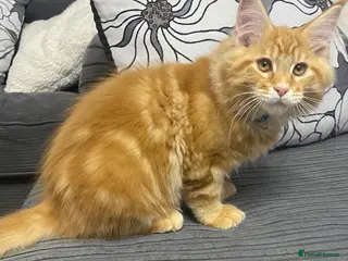 Maine Coon cats XL PEDIGREE MAINECOON KITTENS (KENT) - Advert 1