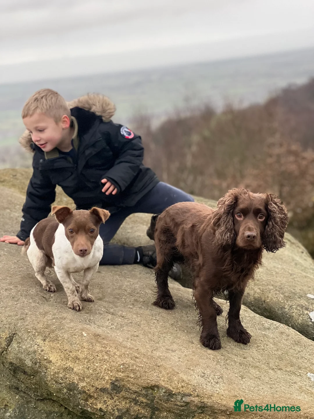 Jack Russell dogs for stud: Miniature jack Russell  in Leeds - Advert 4