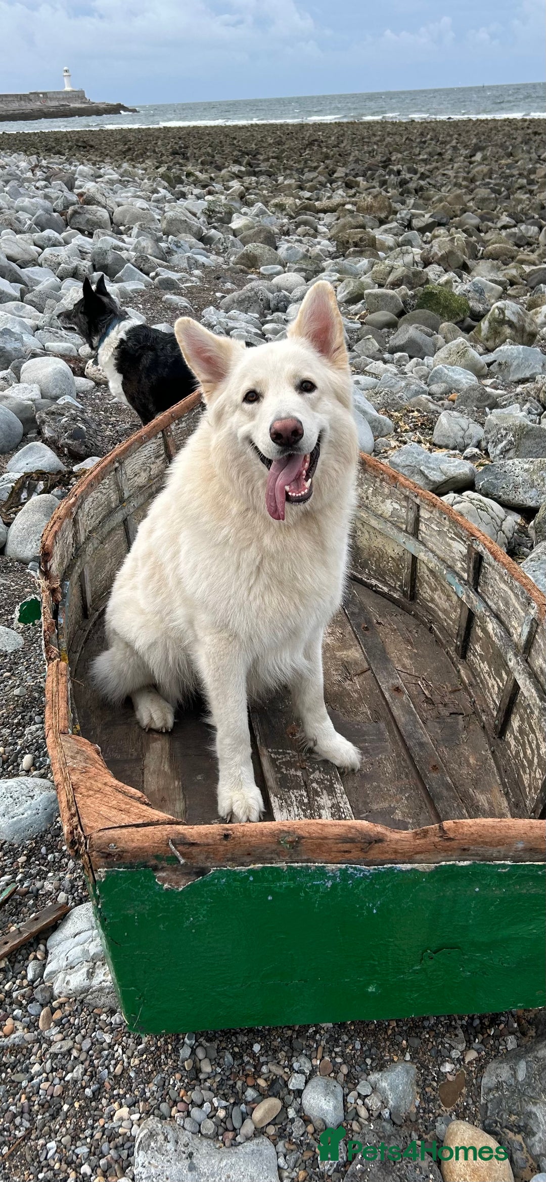 German Shepherd dogs for stud: For Stud only -Long haired White German Shepherd - Advert 4