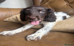 Sprocker dogs for sale: 8 glorious sprocker pups  - Image 36