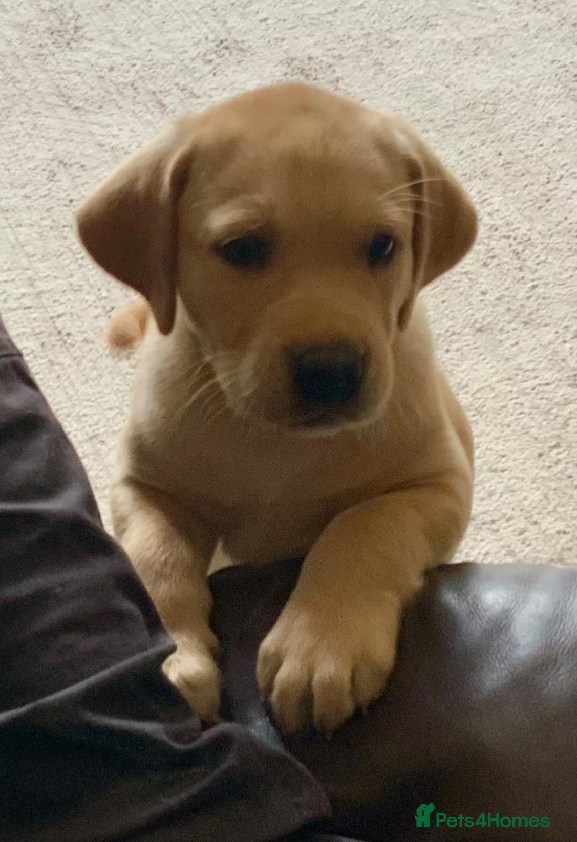 Labrador Retriever dogs KC Registered Yellow Labrador Puppies for sale   - Advert 2