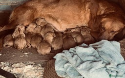 Labrador Retriever dogs for sale: Beautiful fox red Labrador pups 🐶  - Image 2