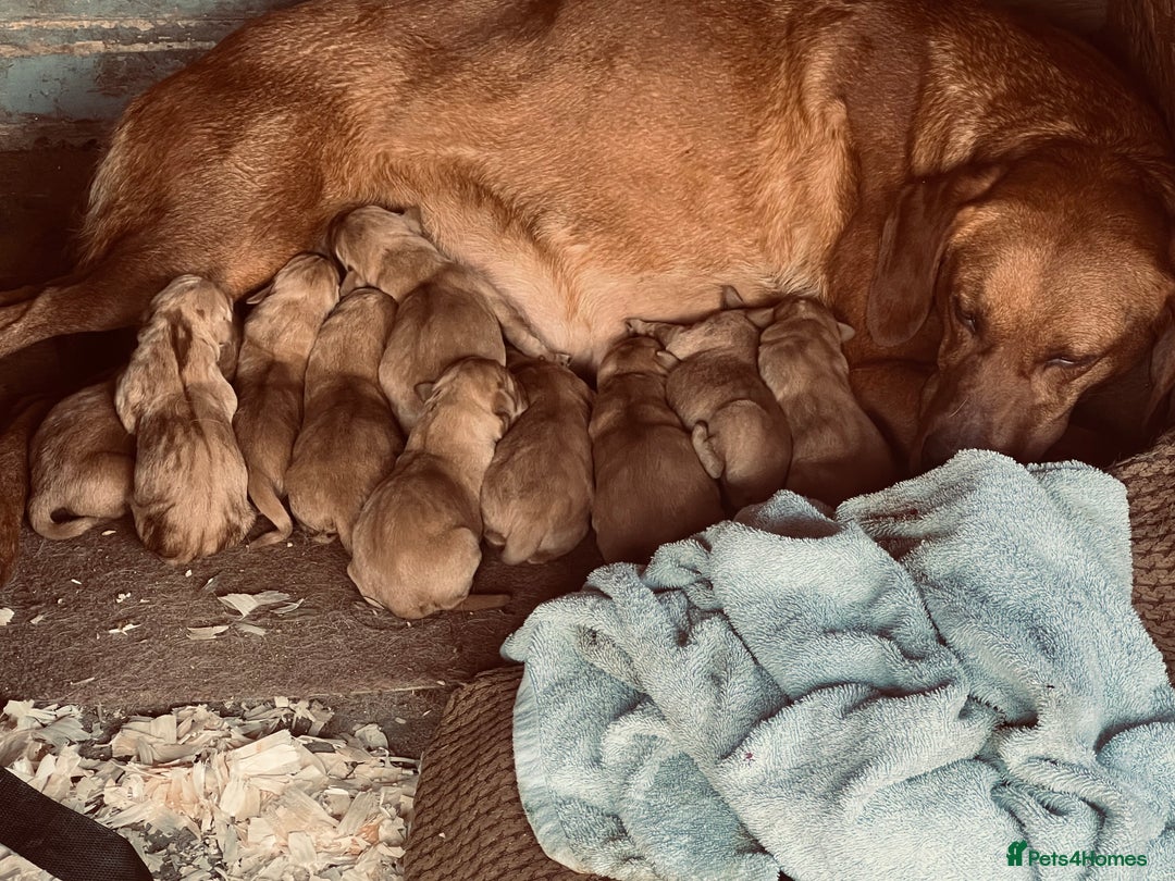 Labrador Retriever dogs for sale: Beautiful fox red Labrador pups 🐶  - Image 2
