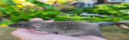 Rat rodents for sale: Beautiful Dumbo rex rats - Advert 7