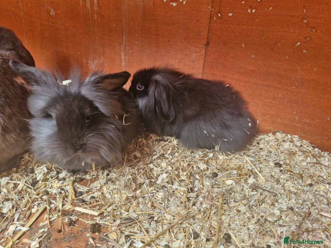 Lionhead rabbits for sale: 2 little sisters looking for their forever home - Image 2