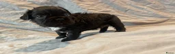 French Bulldog dogs for sale: Fluffy frenchie puppies - Advert 20