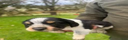 Mixed Breed dogs for sale: Collie X cocker puppies - Advert 14