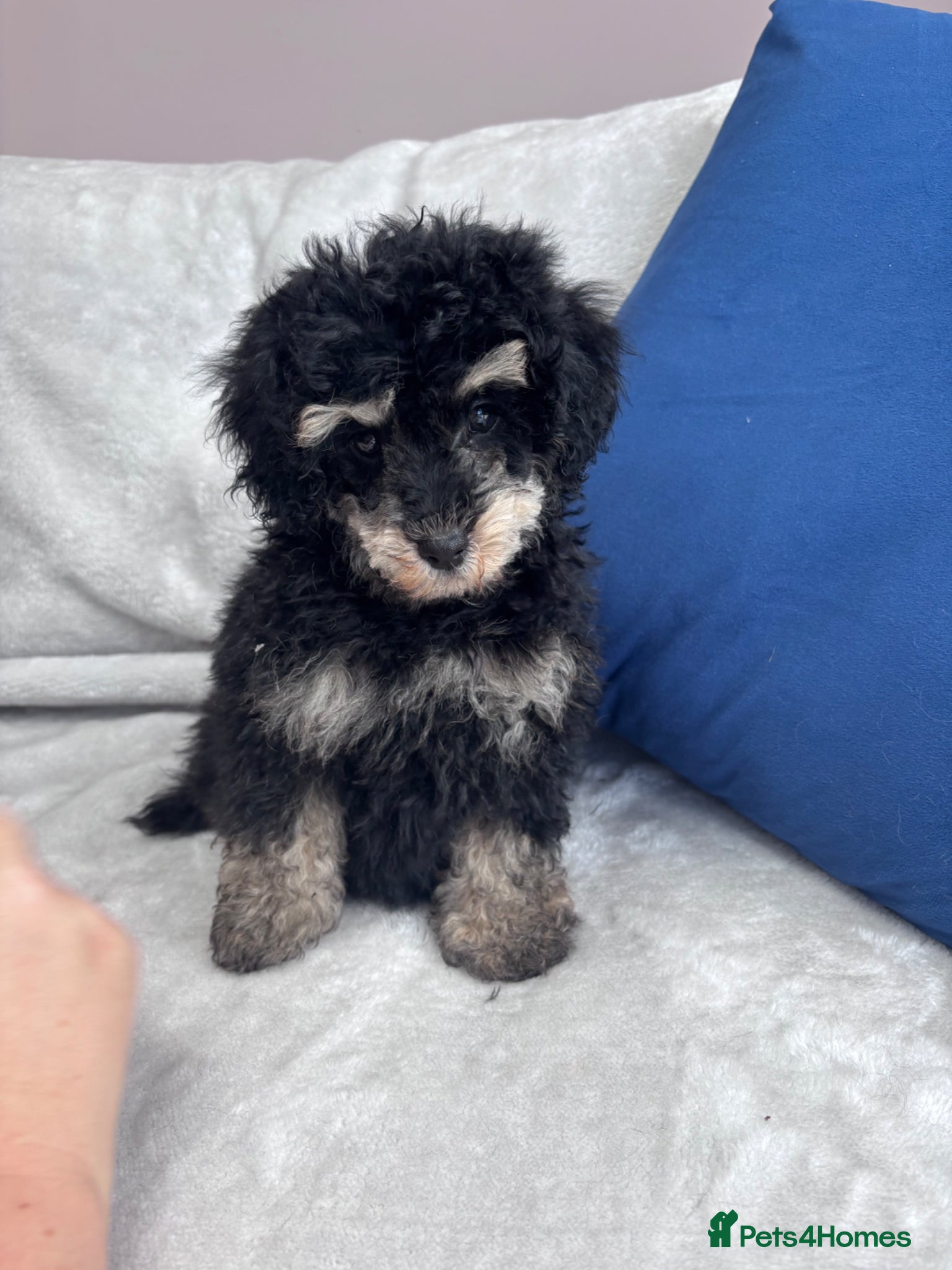 Toy Poodle dogs Toy poodle puppies  - Advert 1