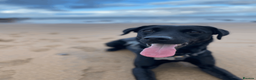 Labrador Retriever dogs for sale: Beautiful Black Labradors (option for training) in Launceston - Advert 6