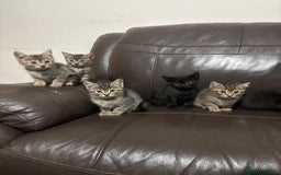 Mixed Breed cats for sale: BEAUTIFUL KITTENS FOR SALE - Image 7