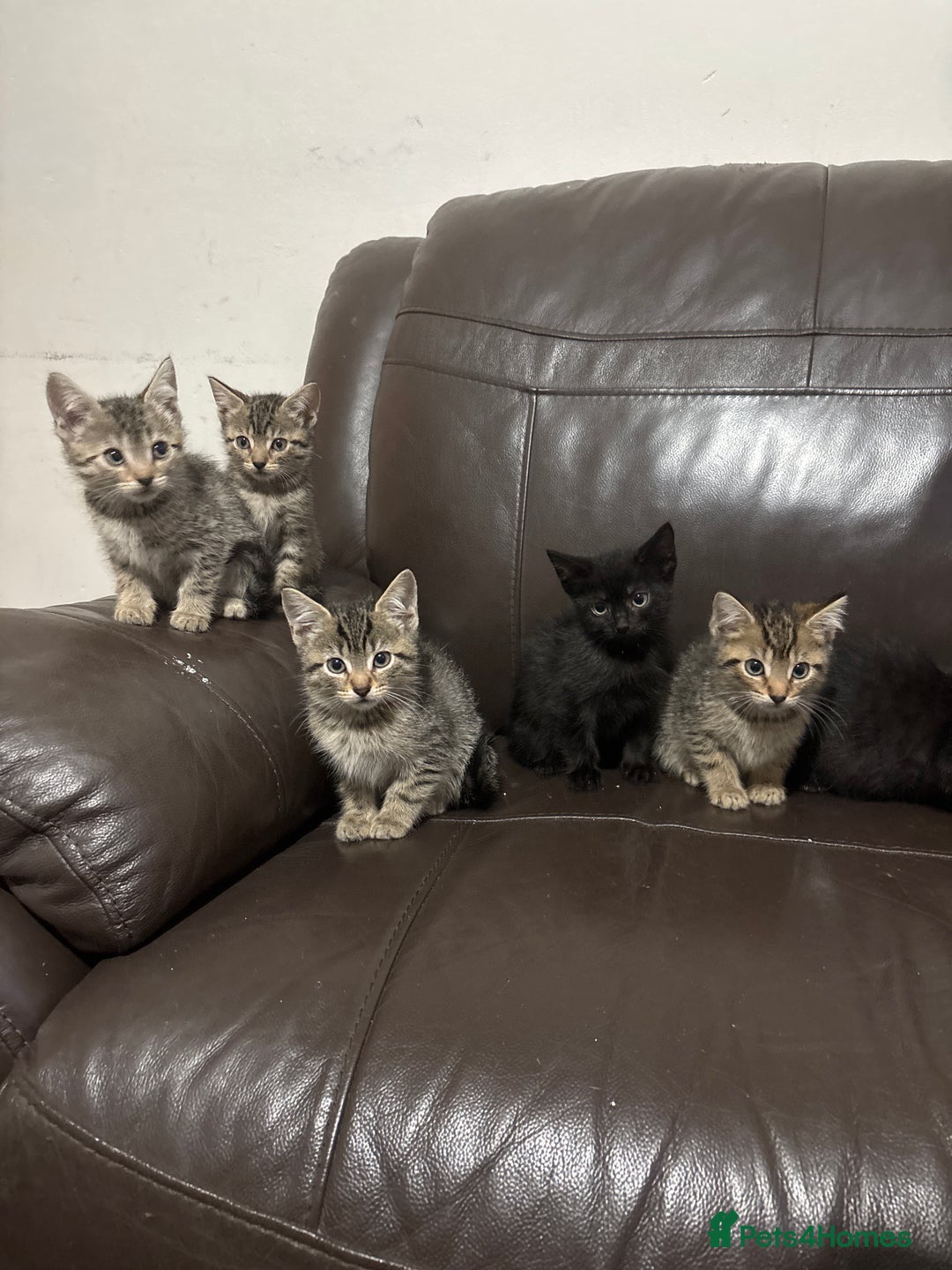 Mixed Breed cats for sale: BEAUTIFUL KITTENS FOR SALE - Image 7